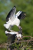 Wood Stork